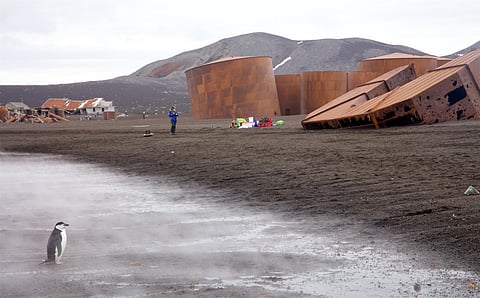 Whale hunting remains in Antarctica