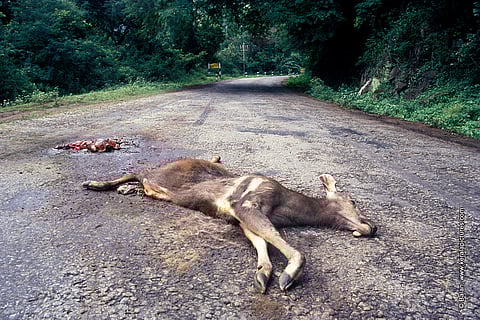 Road kill