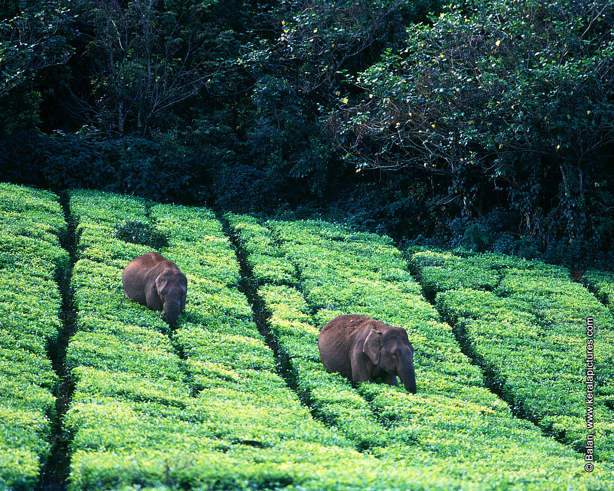 Elephants in Munnar, Kerala