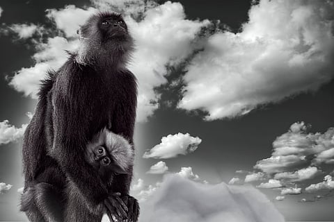 A langur and its newborn