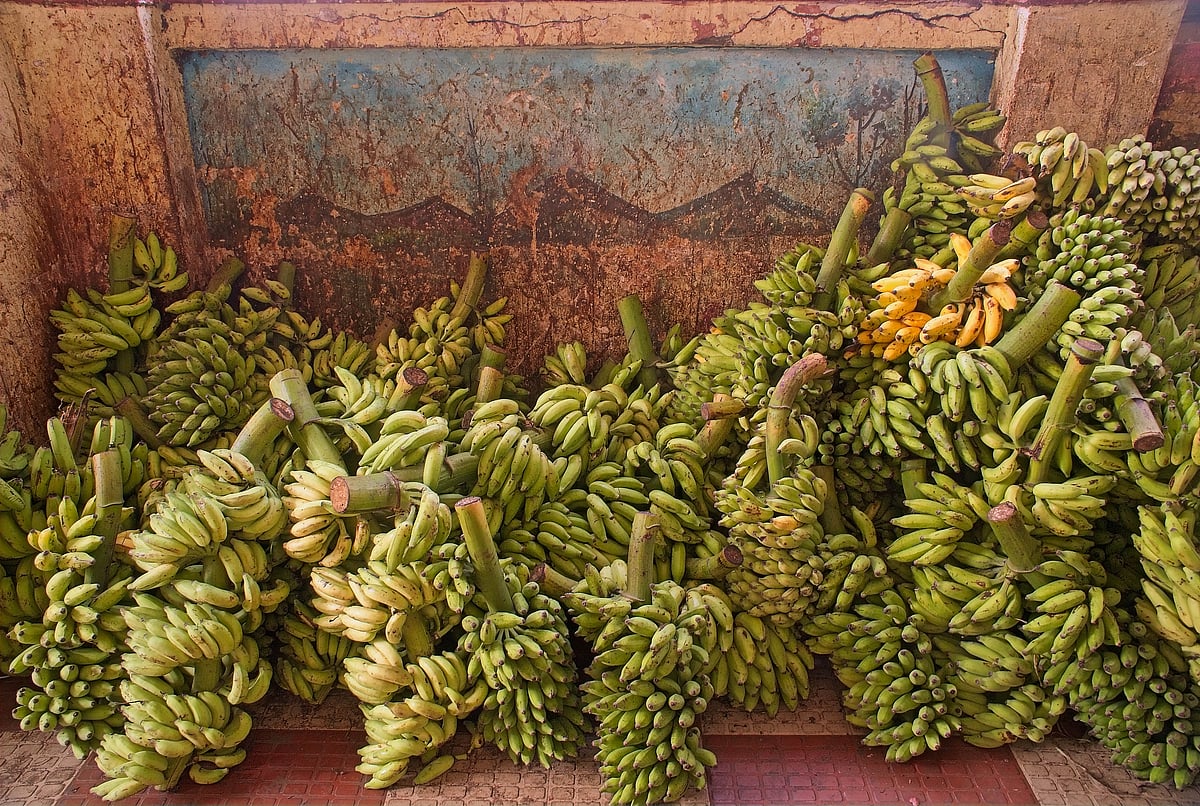 The life of bananas