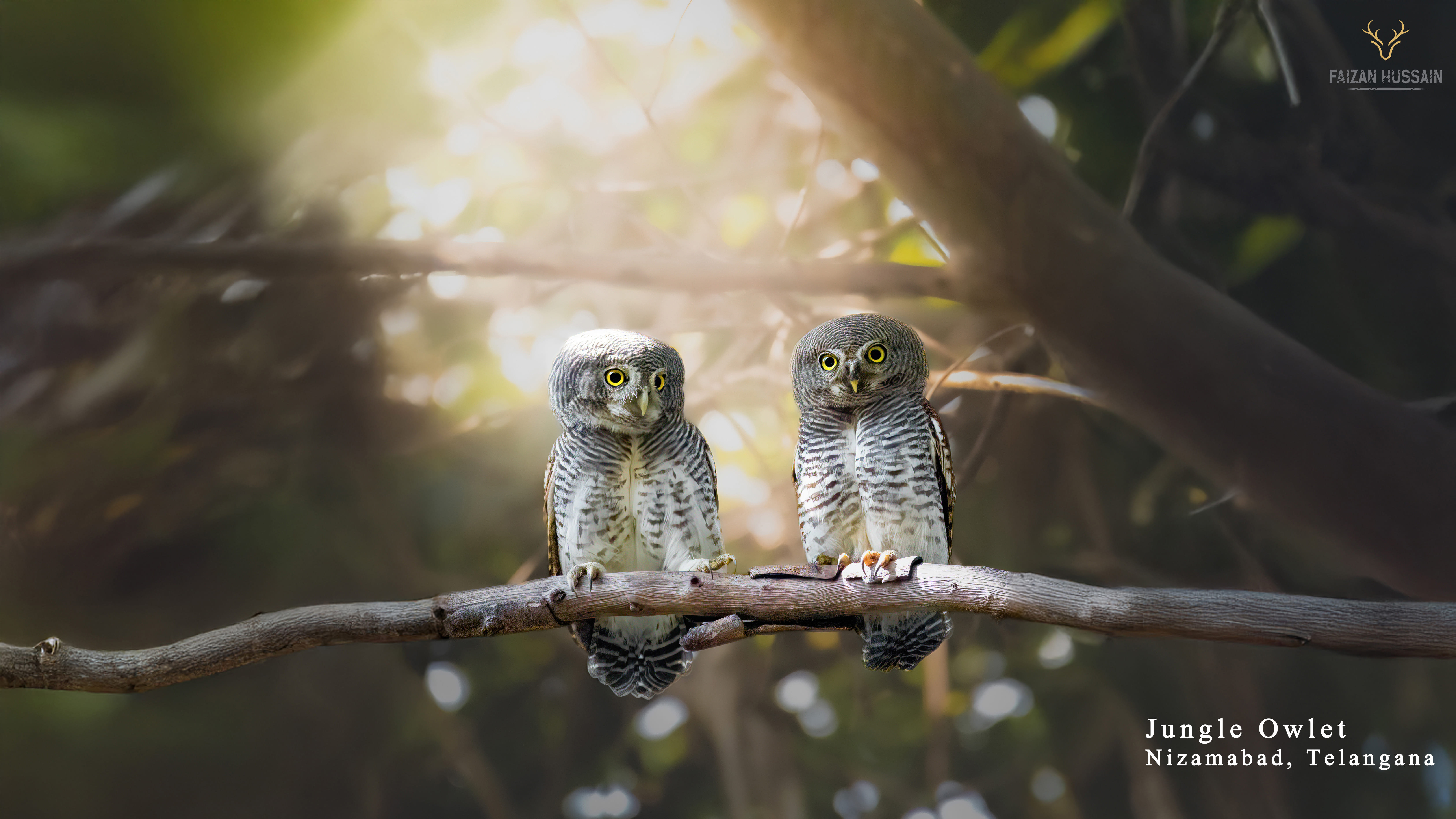 Jungle owlets, Nizamabad, Telangana