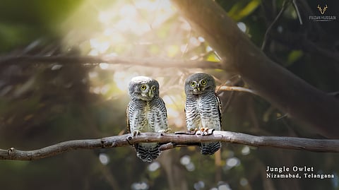 Jungle owlets, Nizamabad, Telangana