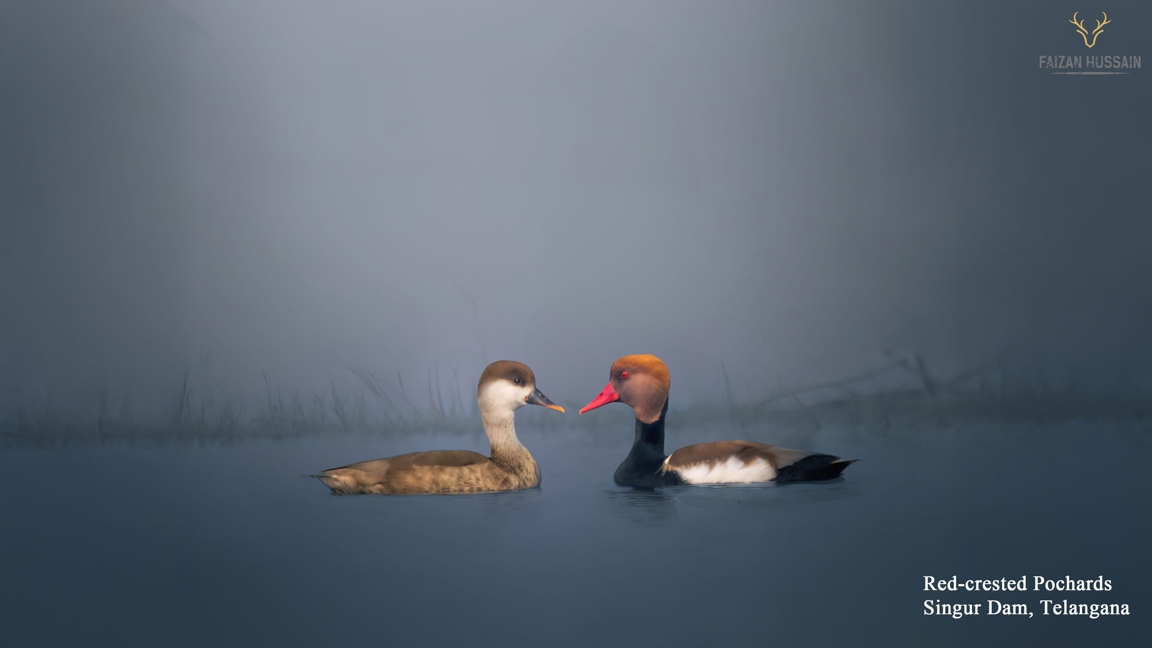 Red-crested pochards, Singur Dam, Telangana
