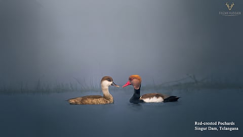 Red-crested pochards, Singur Dam, Telangana