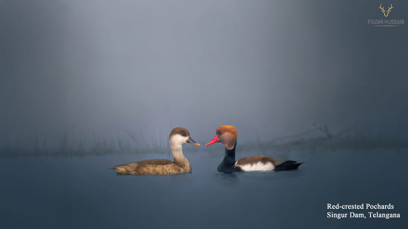 Red-crested pochards, Singur Dam, Telangana