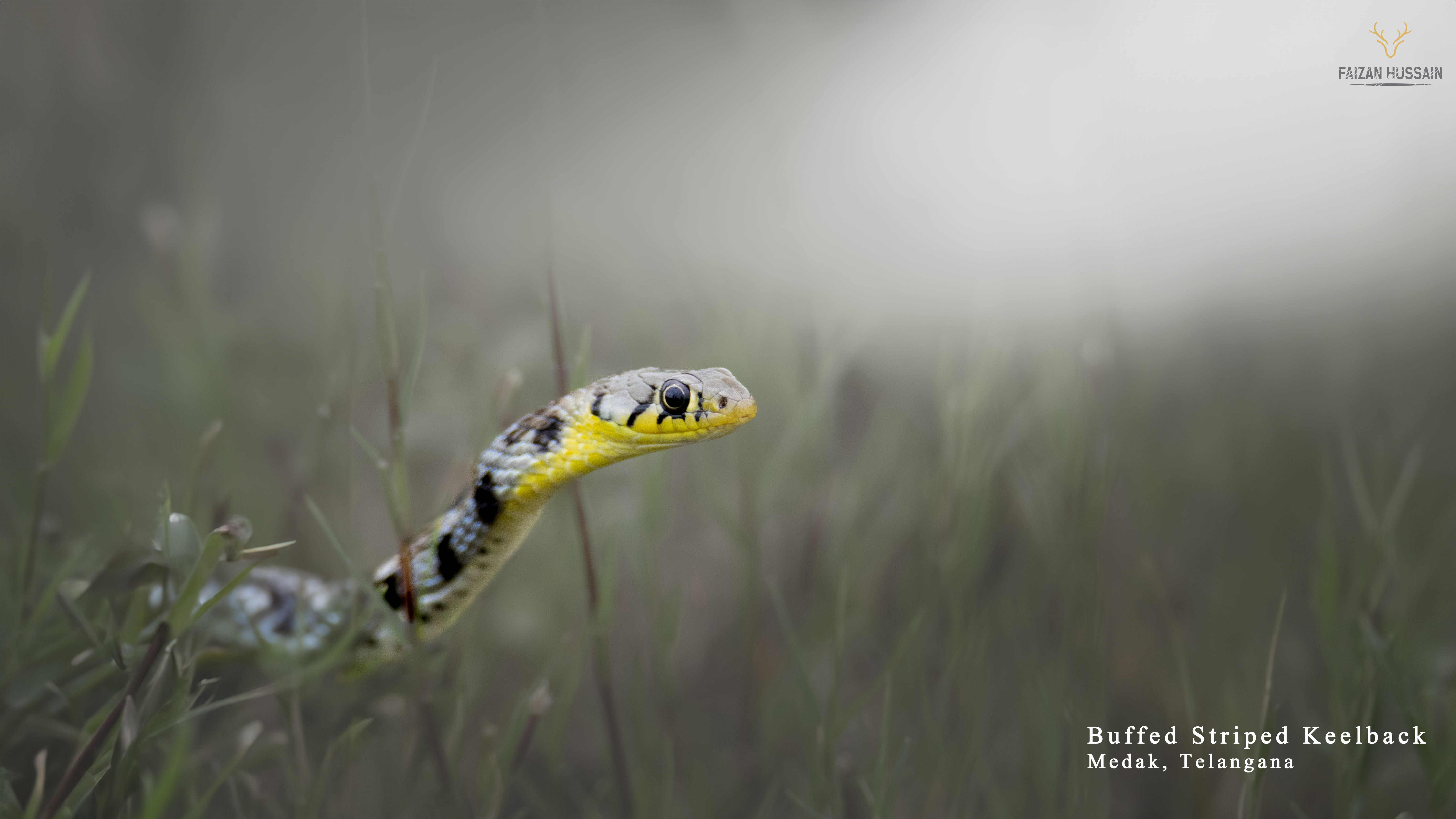 Buffed striped keelback, Medak, Telangana