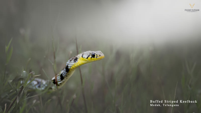 Buffed striped keelback, Medak, Telangana