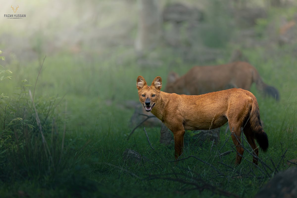 A wild dog