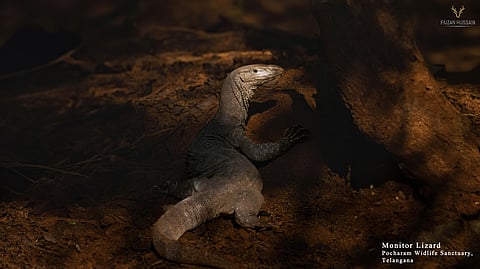 Monitor Lizard, Pocharam Wildlife Sanctuary, Telangana