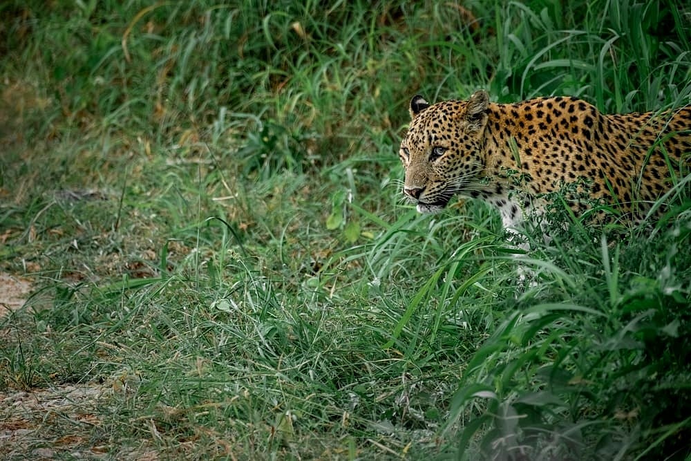 Shutterstock : A leopard in the forests of Nahargarh
