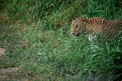 Shutterstock : A leopard in the forests of Nahargarh