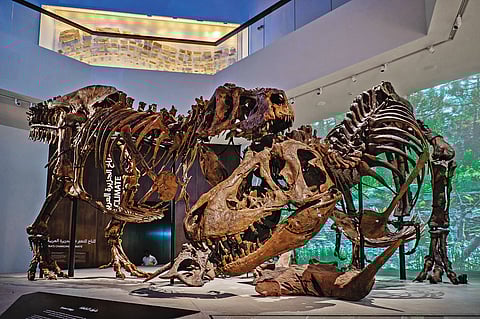 The two Tyrannosaurus rex skeletons in the museum