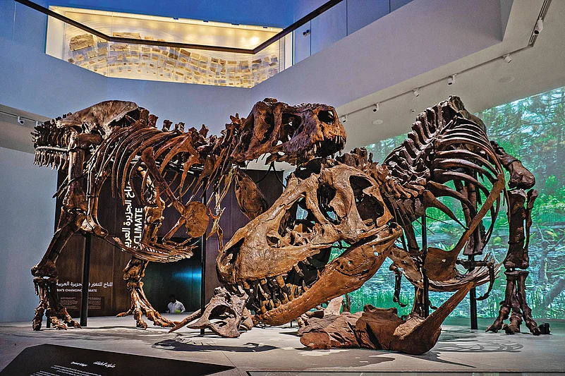 The two Tyrannosaurus rex skeletons in the museum