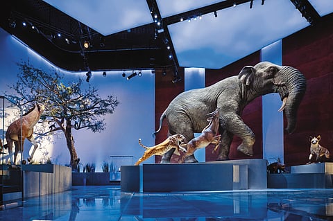 The Natural History Museum joins an already prestigious lineup of historical museums in Abu Dhabi