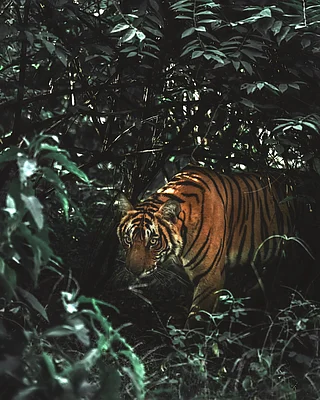 Unsplash : A tiger in its natural habitat