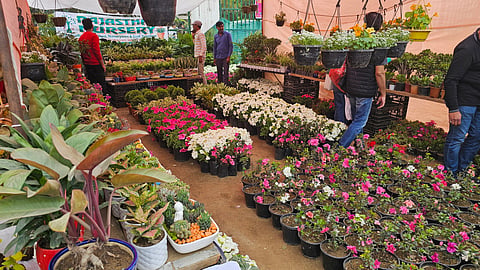 Seasonal blooms on display at the Noida flower festival