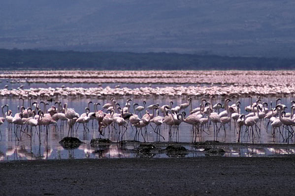 Lesser Flamingos nesting on the shoreline of Lake Bogoria in Kenya