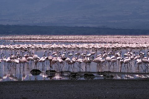 Lesser Flamingos nesting on the shoreline of Lake Bogoria in Kenya