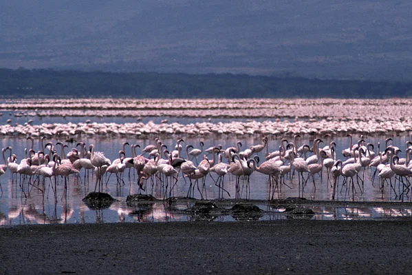 Lesser Flamingos nesting on the shoreline of Lake Bogoria in Kenya