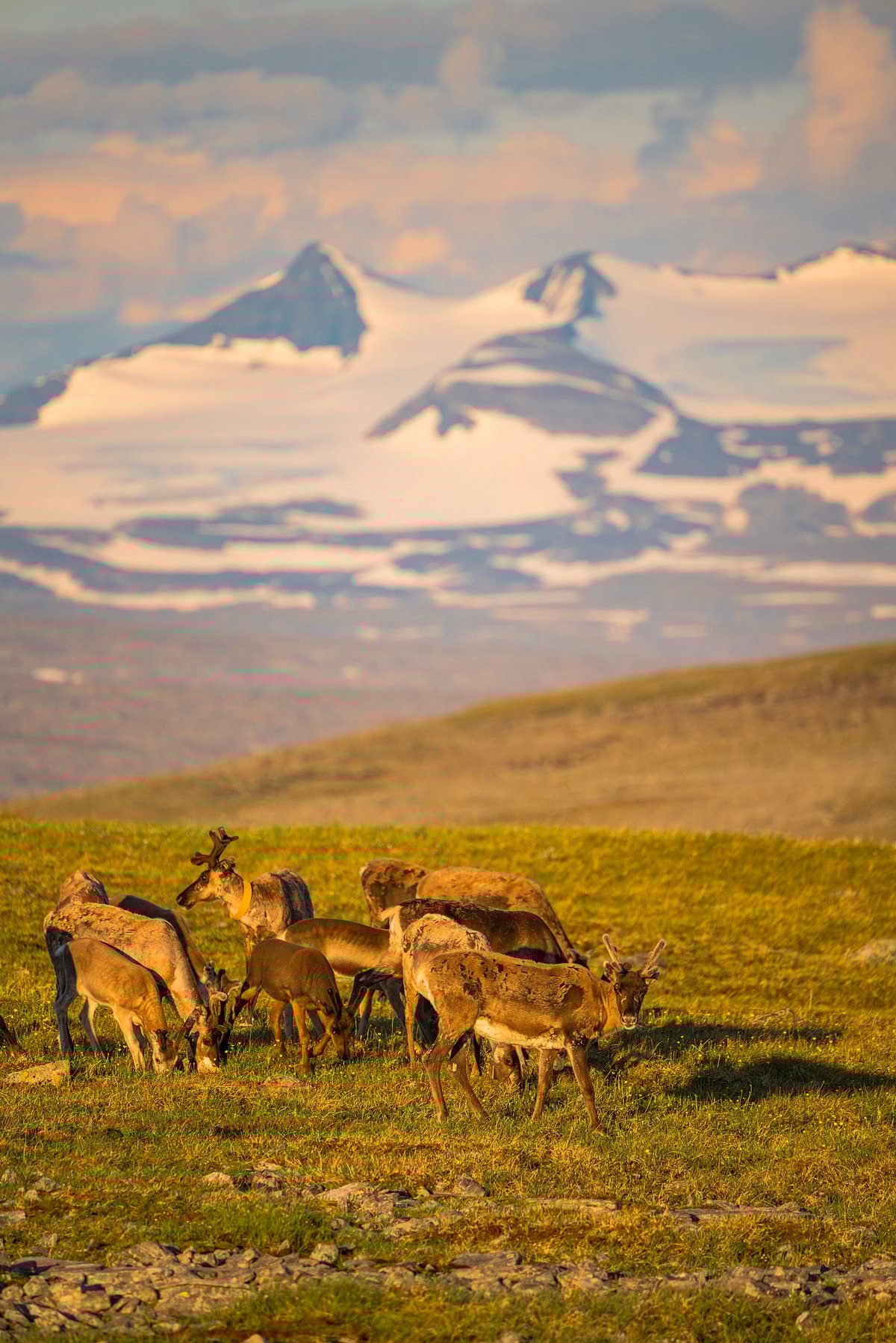 Shutterstock : Reindeer herd at sunrise