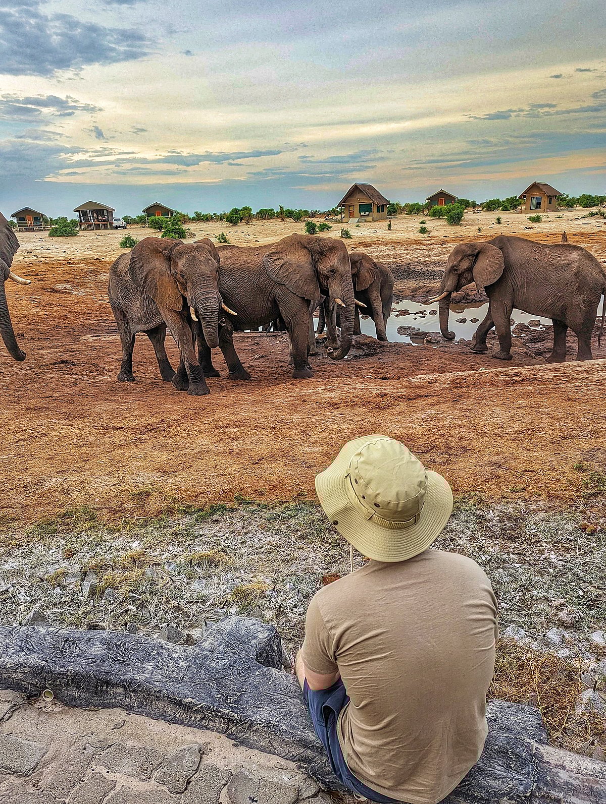 Shutterstock : Elephants gather at a Botswana waterhole
