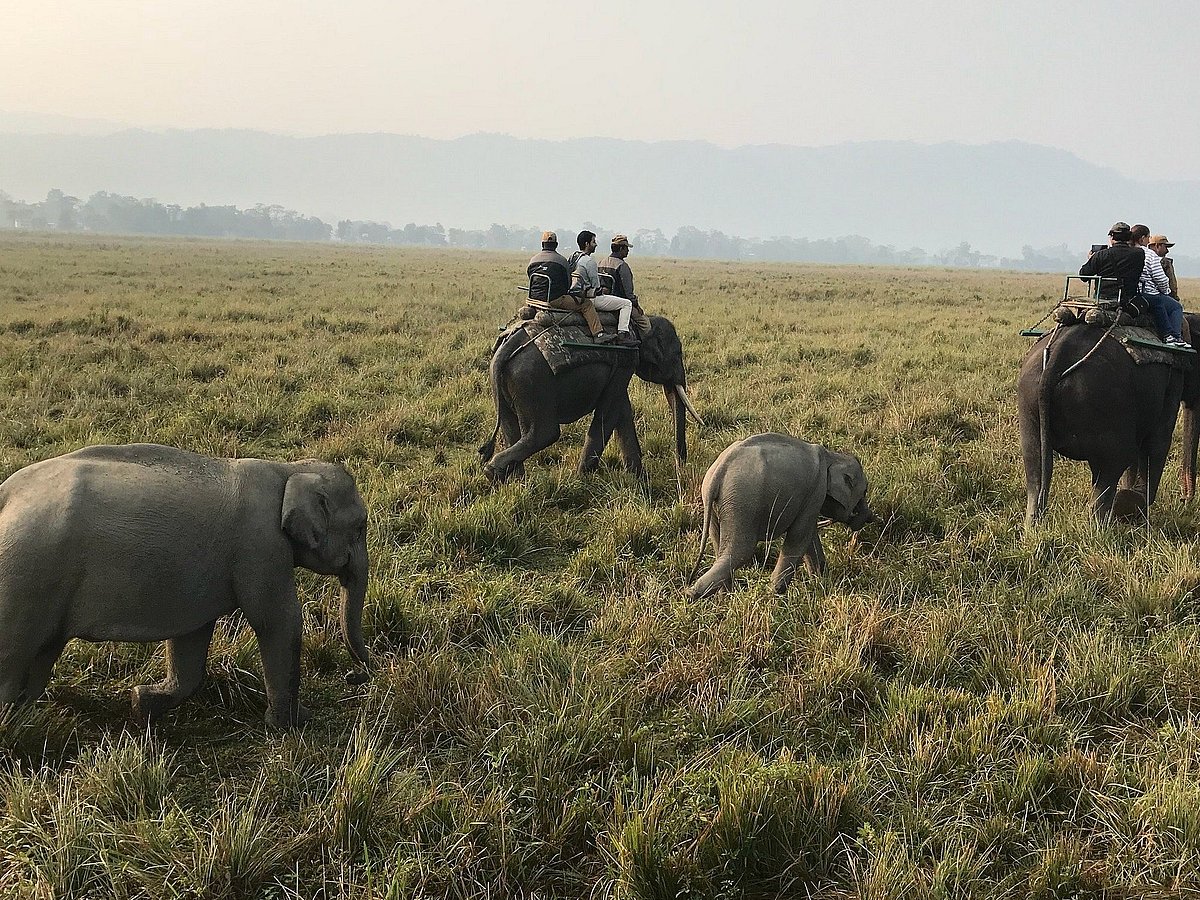 Where The Wild Finds You: Planning The Perfect Trip To Kaziranga