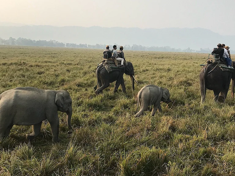 Kaziranga offers four safari ranges, each with distinct terrain and wildlife patterns - Mohit Handa