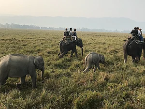 Where The Wild Finds You: Planning The Perfect Trip To Kaziranga