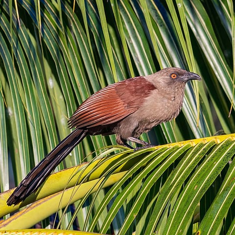 Andaman Coucal, endemic to Andaman and Nicobar Islands