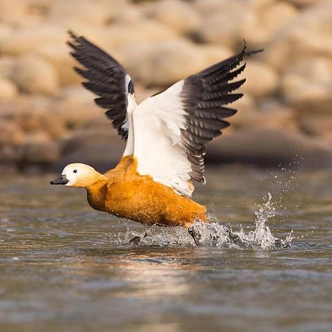 Ruddy Shelduck lift-off, Jia Bharali River in Nameri National Park, Assam