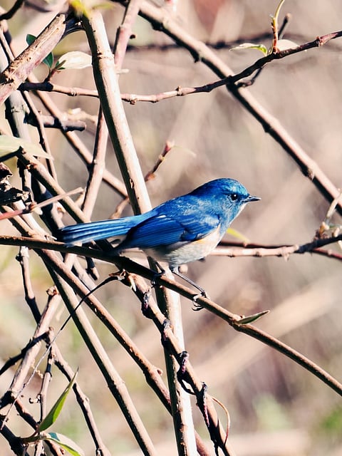 Himalayan Bluetail at Eaglenest Wildlife Sanctuary