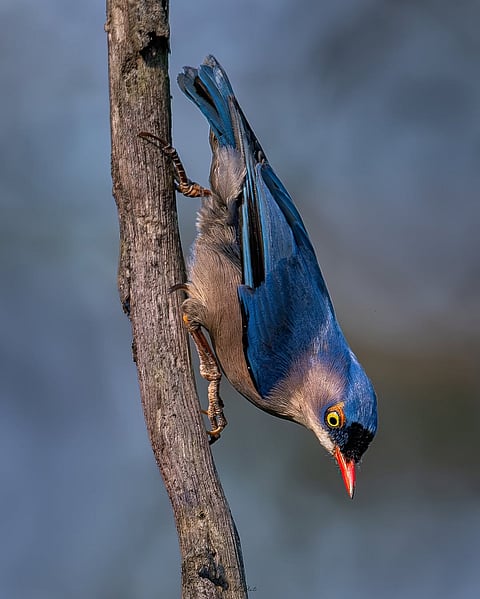 Velvet-fronted nuthatch, Dehing Patkai National Park, Assam