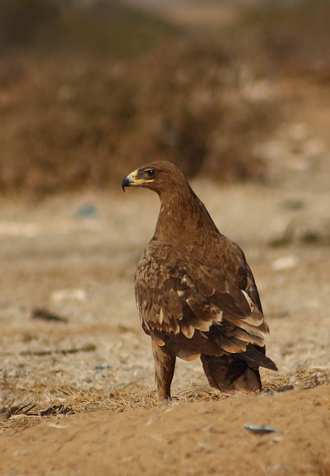 Steppe eagle at Desert National Park, India