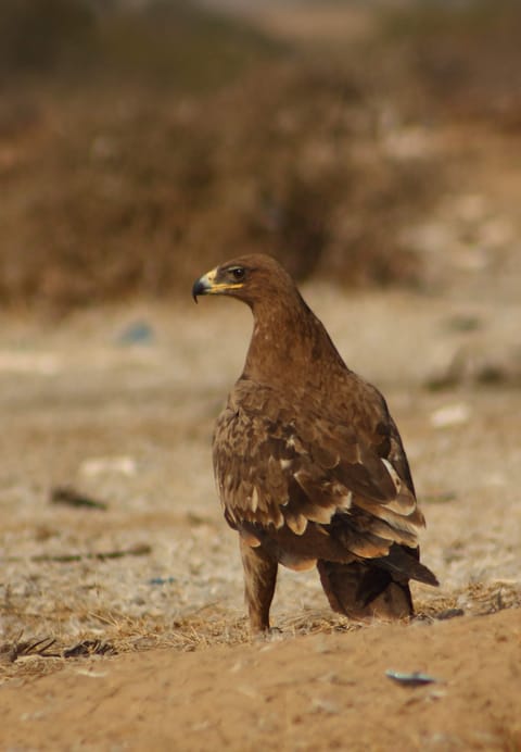 Steppe eagle at Desert National Park, India