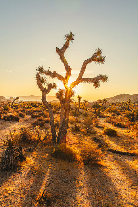 A view of  Joshua Tree National Park