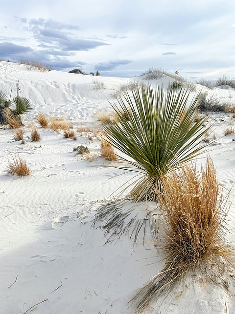 A view of White Sands National Park