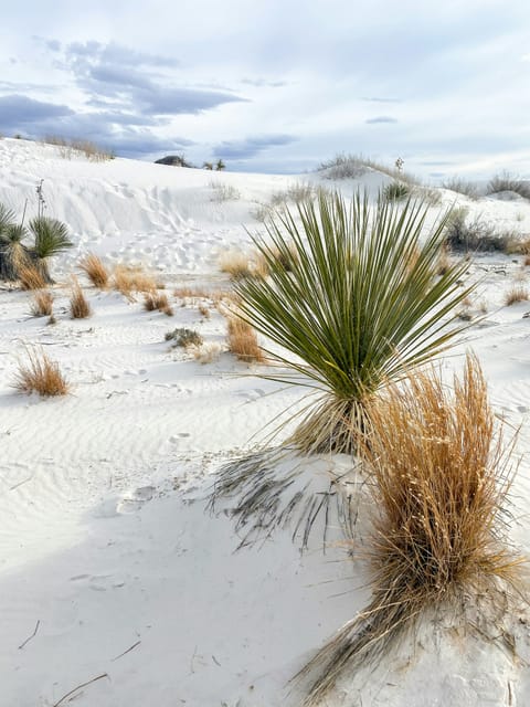 A view of White Sands National Park