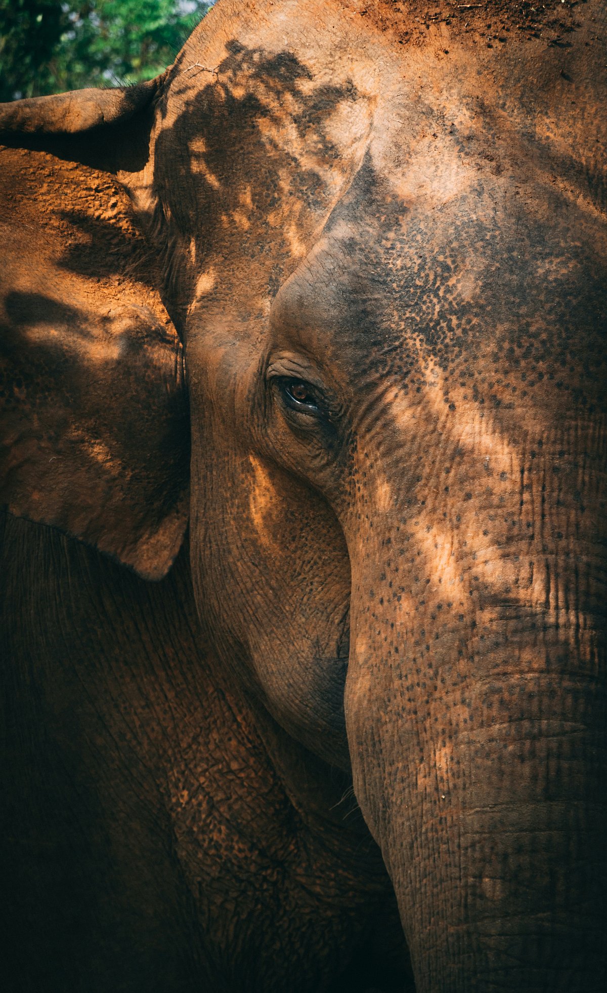 Unsplash : A close-up of an Indian elephant