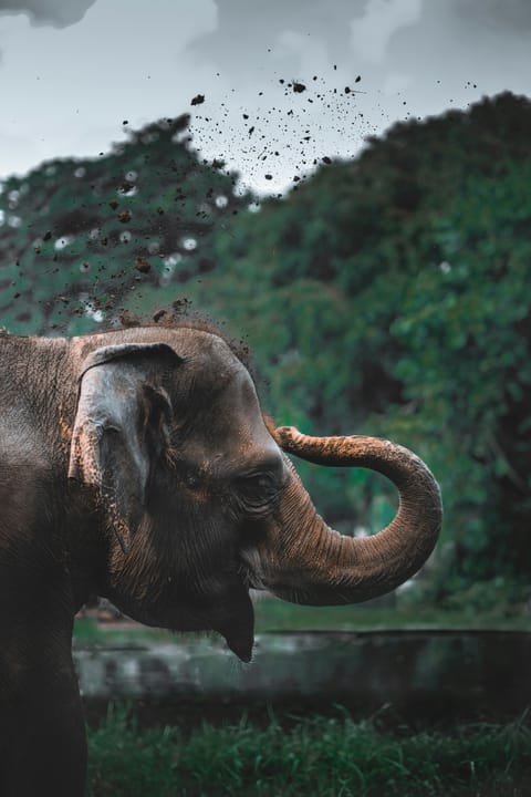 An Indian elephant (representational image)