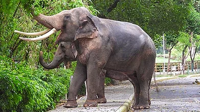 Official website: National Zoological Park : Visitors at the National Zoological Park may soon spot AI-enabled cameras and smart QR boards as the zoo prepares for high-tech transformation aimed at improving animal care and visitor experience