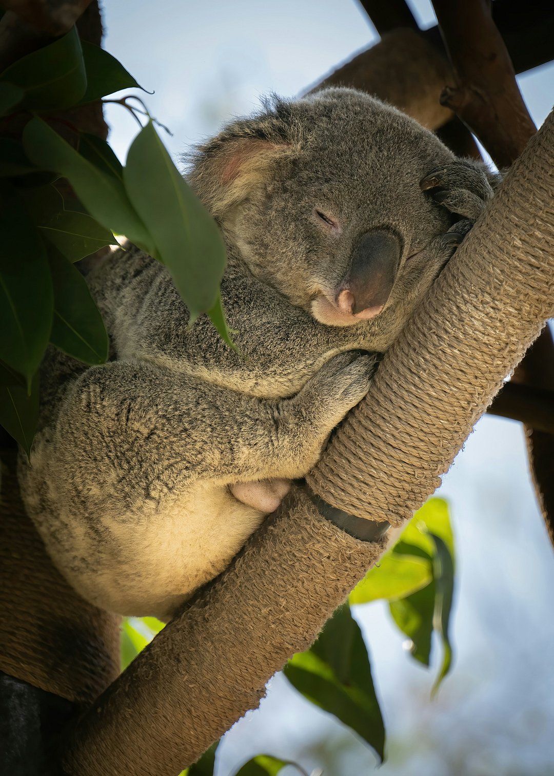 A koala at San Diego Zoo