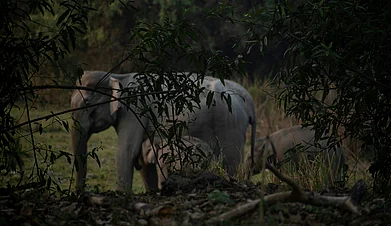 Unsplash : Tigers, wetlands and river safaris—all within driving distance of Delhi