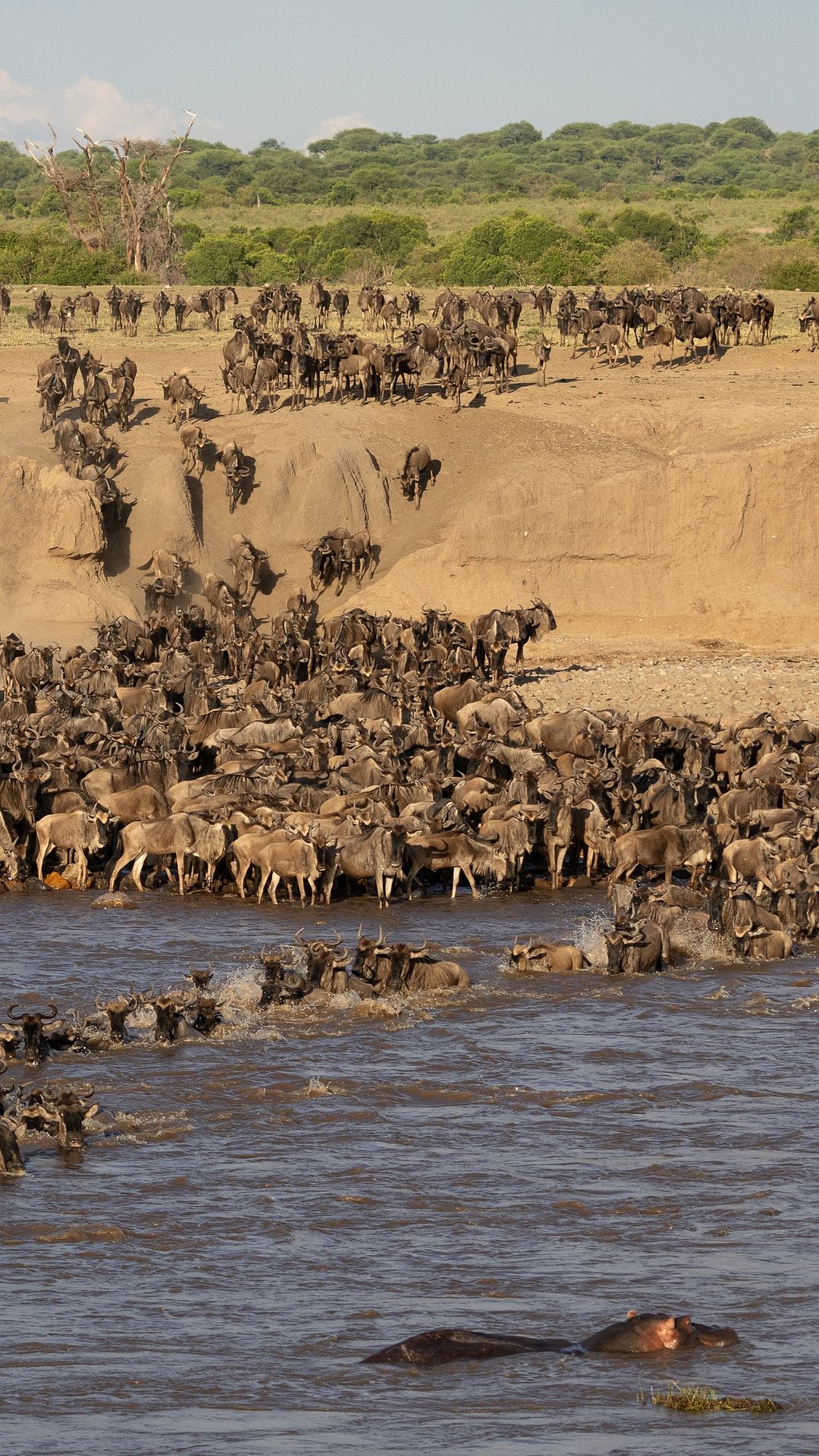 Wildebeest surge across the Mara River during the Great Migration