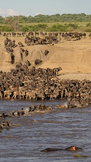 Shutterstock : The Great Migration