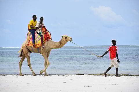 Camel ride along the beach, Mombasa