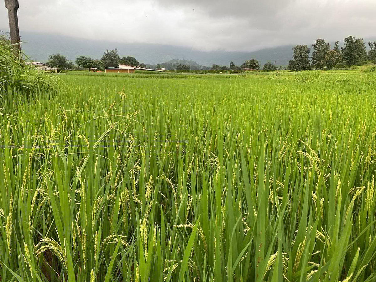Rooplekha Das : (Representational Image) The fields of Walvanda inspire the harvest scenes seen in Warli paintings
