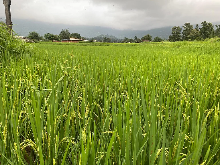 (Representational Image) The fields of Walvanda inspire the harvest scenes seen in Warli paintings - Rooplekha Das