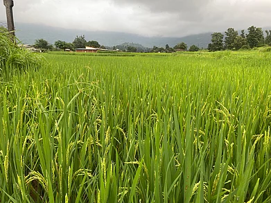 Rooplekha Das : (Representational Image) The fields of Walvanda inspire the harvest scenes seen in Warli paintings