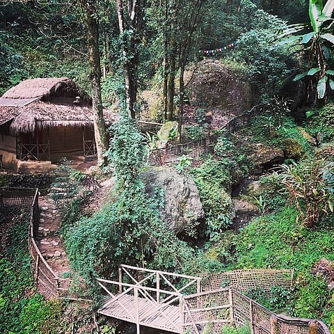 Tieedi Forest Garden—an acronym for "Take It Easy, Easy Does It"— nestled in Gorabari Village, Sonada Forest, Kurseong subdivision, Darjeeling district, West Bengal.